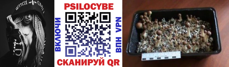 сколько стоит Дзержинск Галлюциногенные грибы Psilocybine cubensis